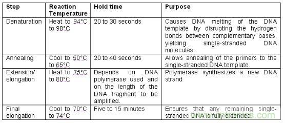 Typical thermal cycling steps used in the PCR Process