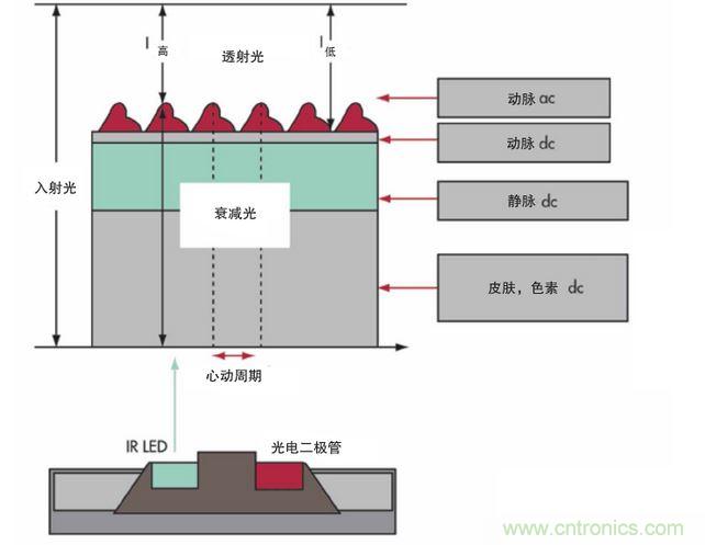 可以用发光二极管 （LED） 来照亮皮肤，然后测量反射到一个光电二极管的光量来监测每个心动周期