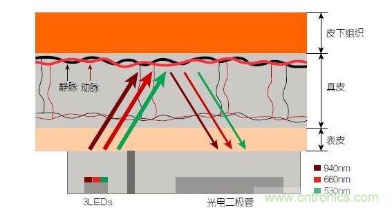 反射光脉搏测量原理。传感器发出的光透过皮肤和组织,一部分被吸收,一部分被反射回检测器。因为动脉中的血流量随心脏的每次跳动会有所变化,因此光线被吸收的量以及检测器收到的信号强度也会随之发生改变。绿光可以在手腕处提供最佳结果,而红光和红外光一般用于手指测量。 8
