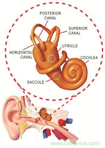 图1. 人体平衡和听力是内耳中复杂平衡器官的一部分。