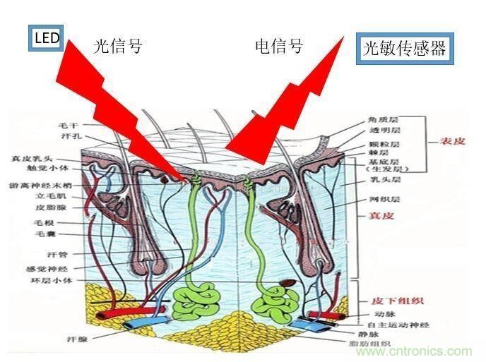 浅析穿戴设备中的光学心率传感器