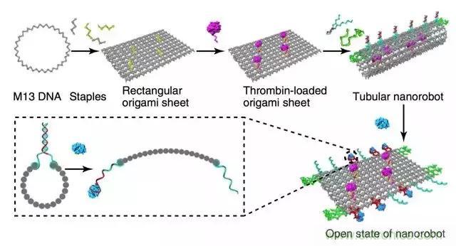 中美科学家联手，用DNA纳米机器人杀死癌细胞