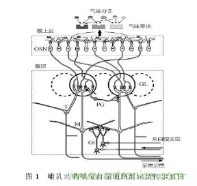 仿生传感器的定义、原理、分类及应用