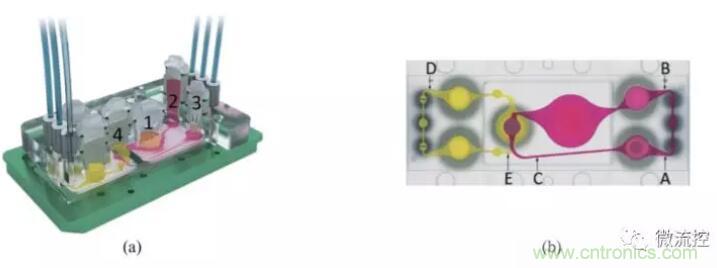 多器官微流控芯片技术及其应用